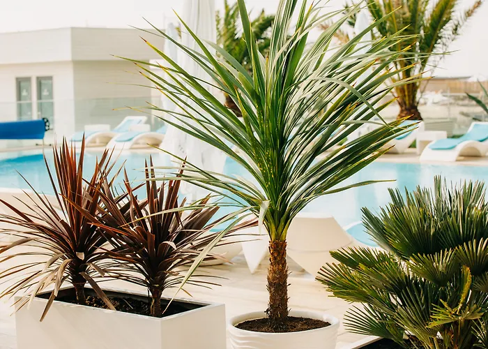 Zentrales Hotel: Hotel Opera Mamaia
