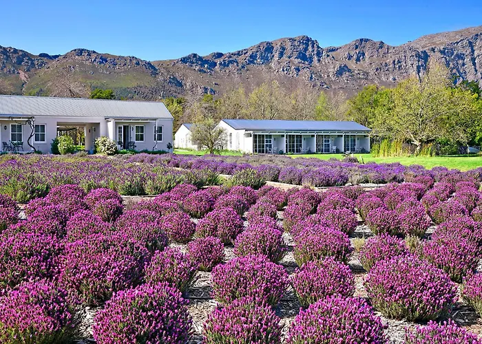 Lavender Farm Boutique Guest House