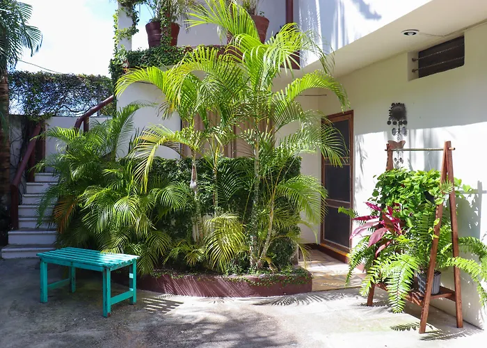 Pata De Perro Bacalar